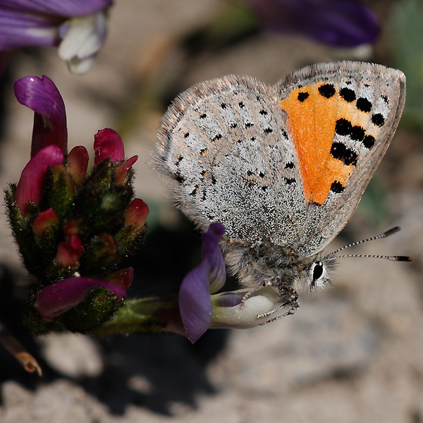 Tomares callimachus tauricus