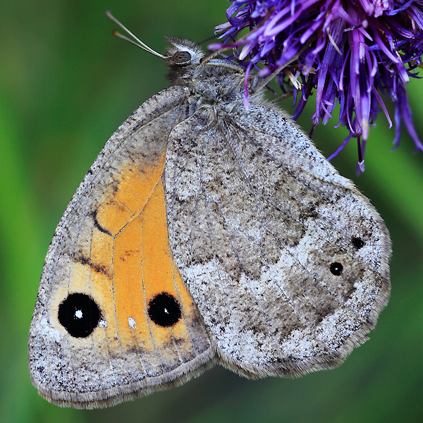 Satyrus ferula