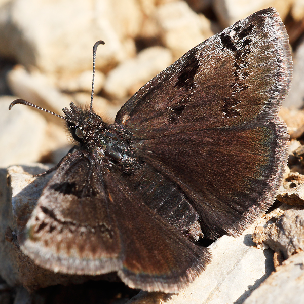 Erynnis marloyi