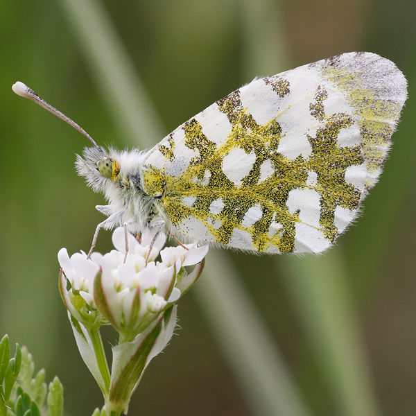 Anthocharis gruneri