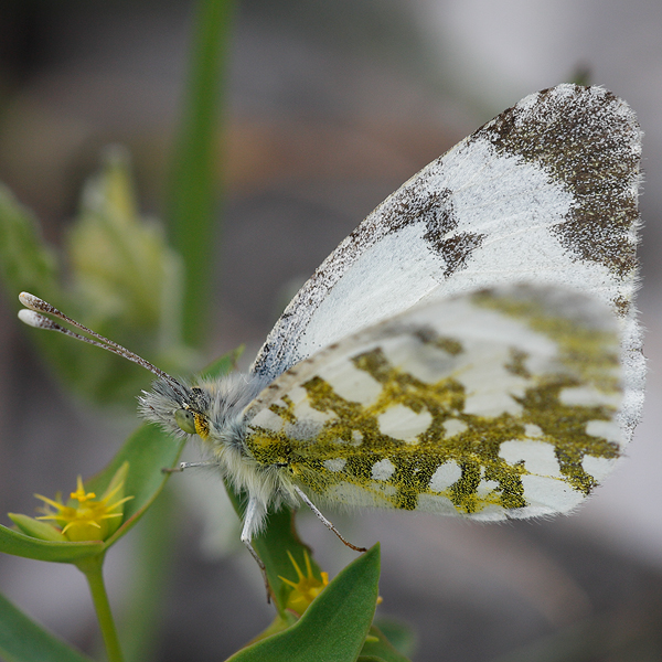 Anthocharis gruneri