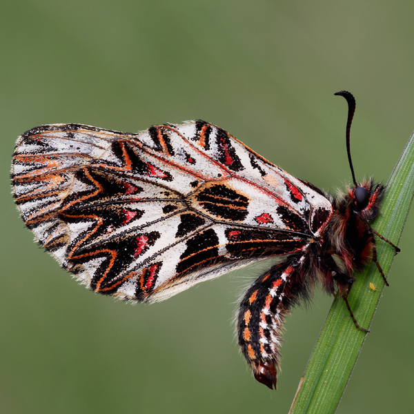 Zerynthia cassandra