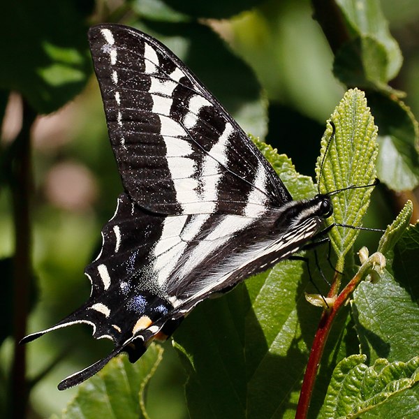 Papilio rutulus