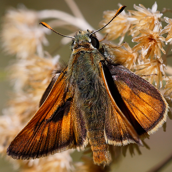 Ochlodes sylvanoides