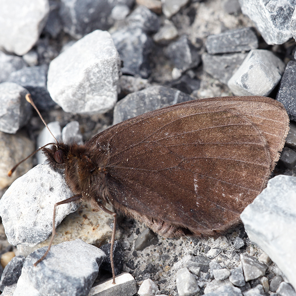 Erebia scipio