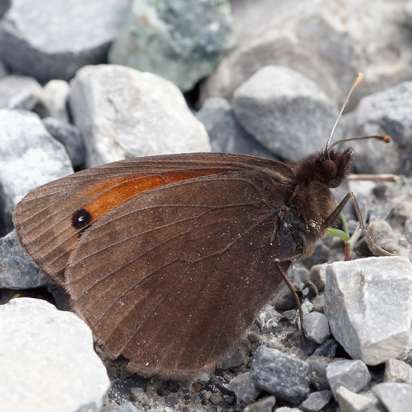 Erebia scipio