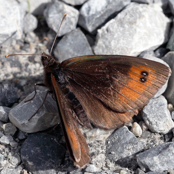 Erebia scipio