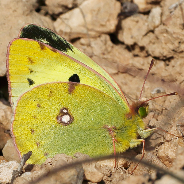 Colias alfacariensis