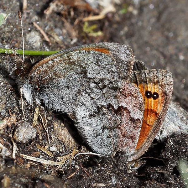 Erebia arvernensis