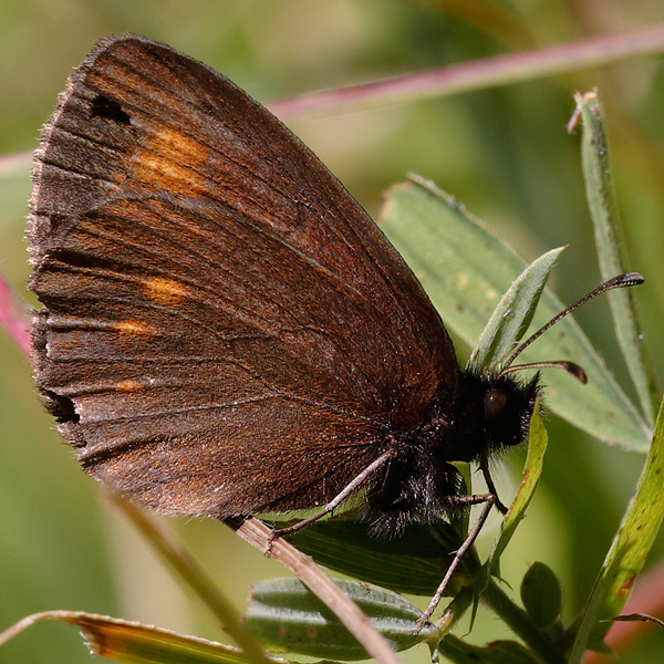 Erebia eriphyle