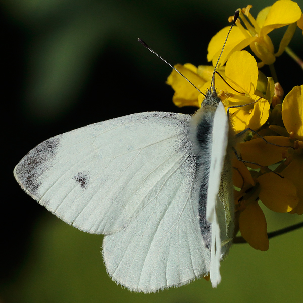 Pieris mannii