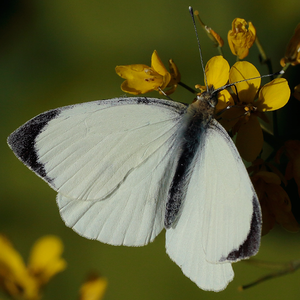 Pieris-brassicae