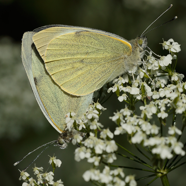 Pieris-brassicae