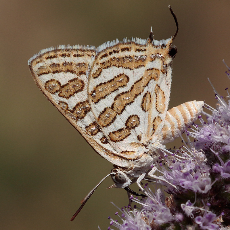 Cigaritis acamas