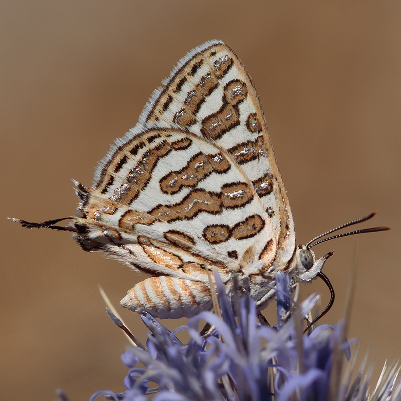 Cigaritis acamas