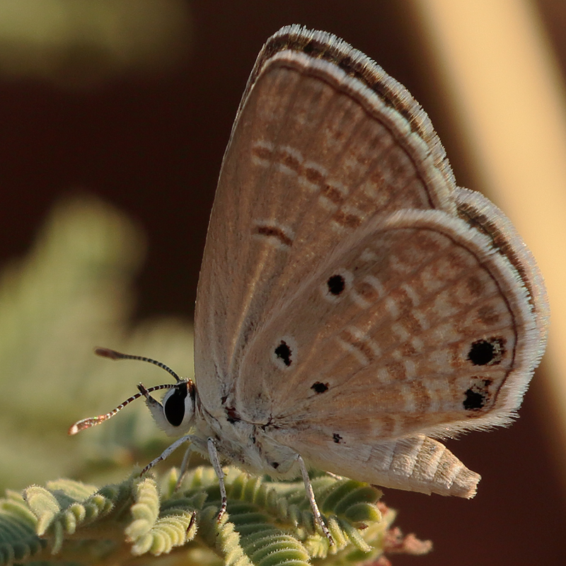 Luthrodes galba