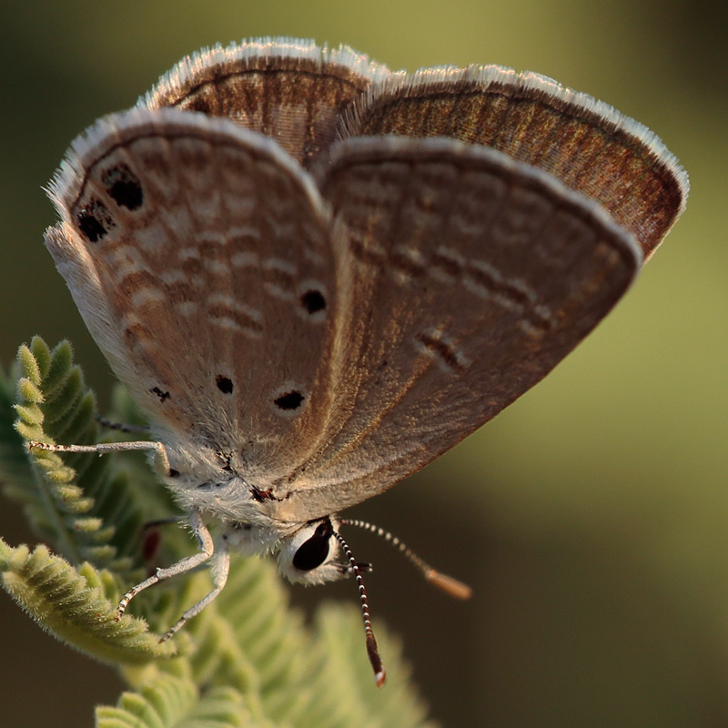 Luthrodes galba