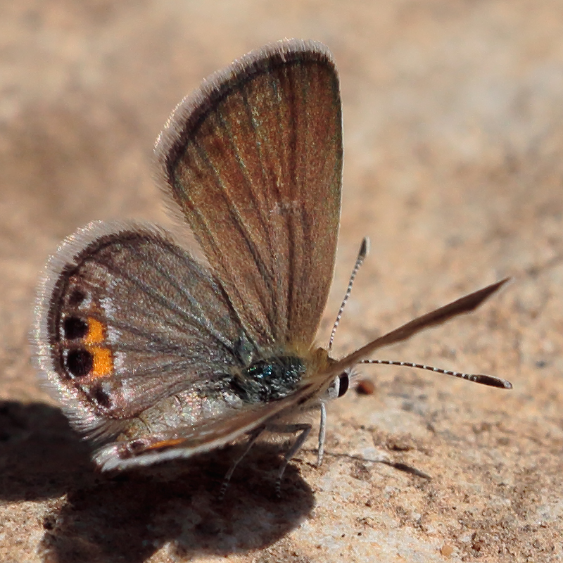 Freyeria trochylus