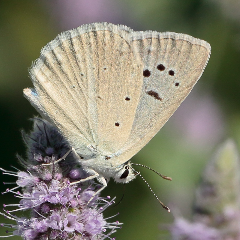 Polyommatus poseidon