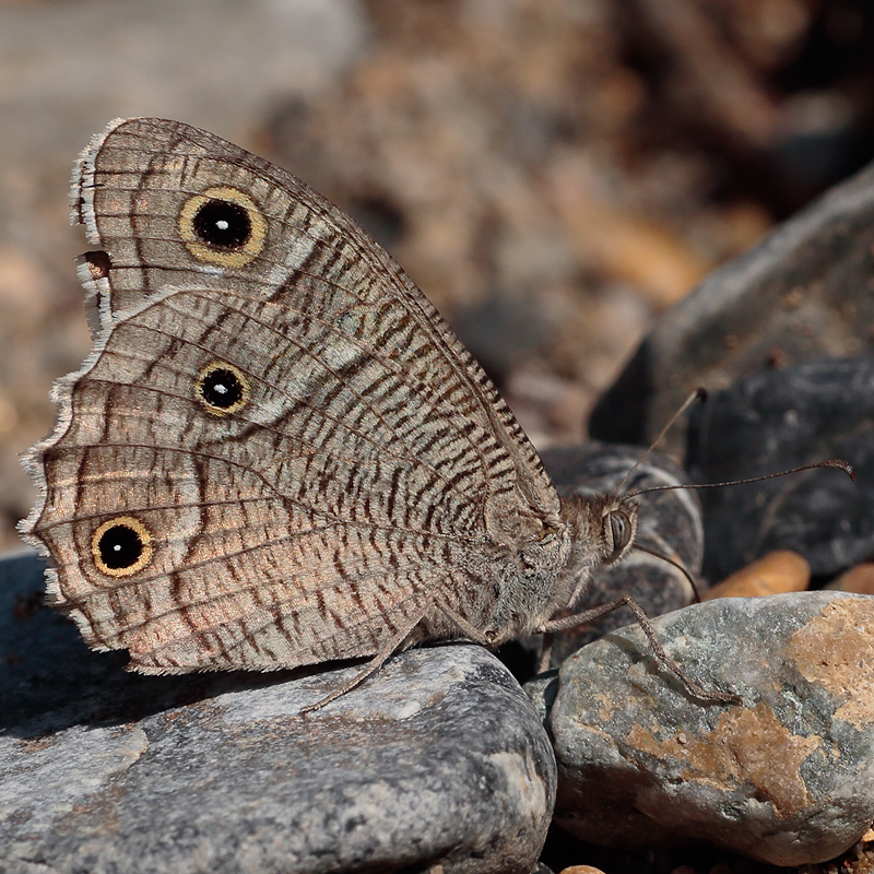 Hipparchia parisatis