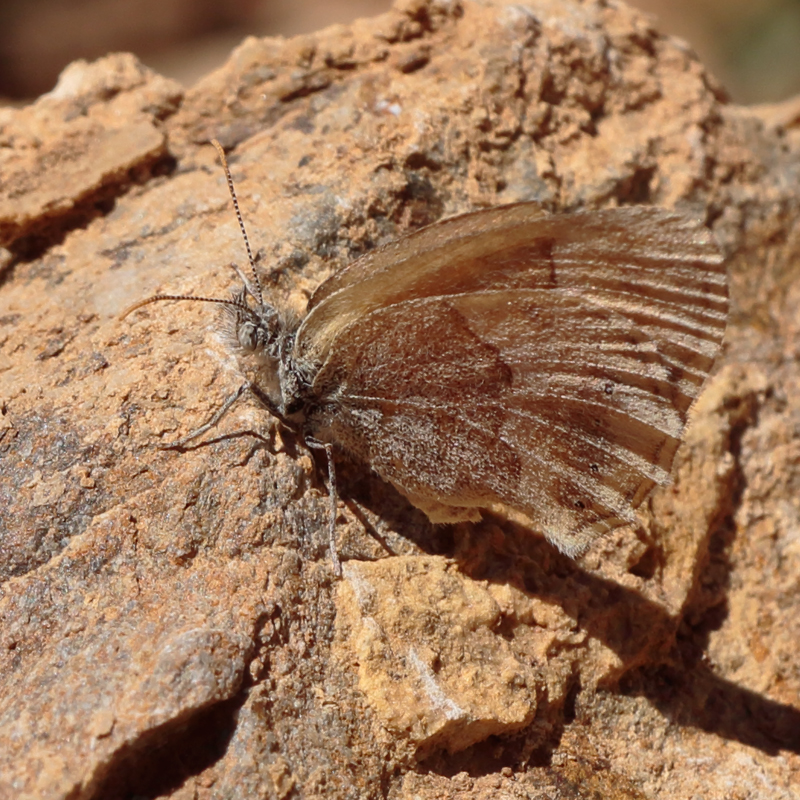 Coenonympha saadi