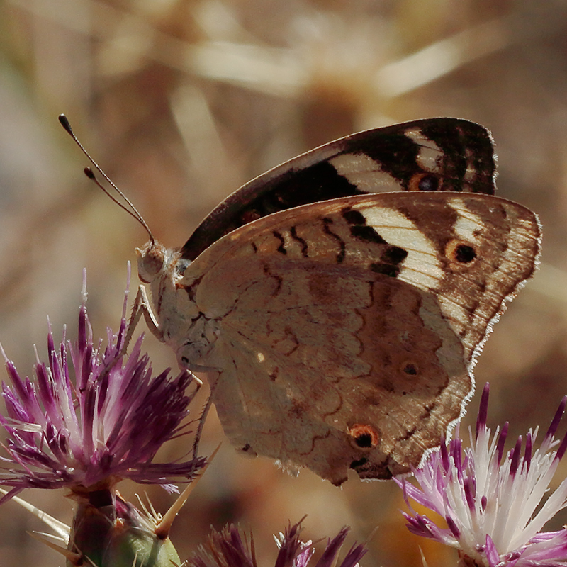 Junonia orithya