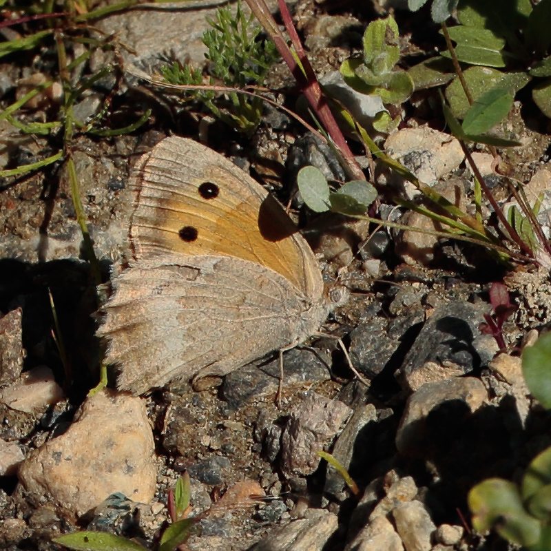 Hyponephele lycaonoides