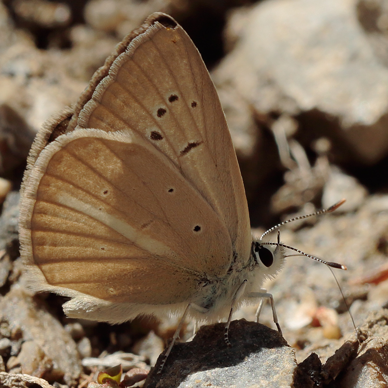 Polyommatus kurdistanicus