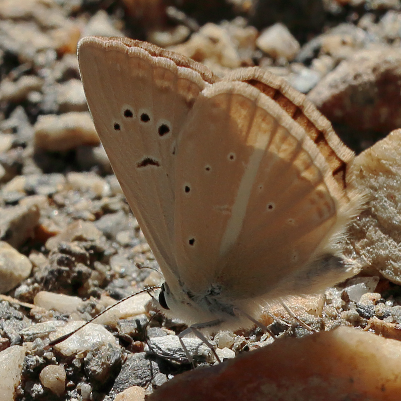 Polyommatus kurdistanicus