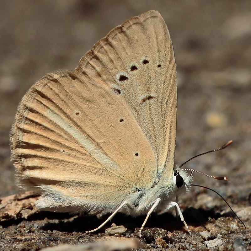 Polyommatus kurdistanicus