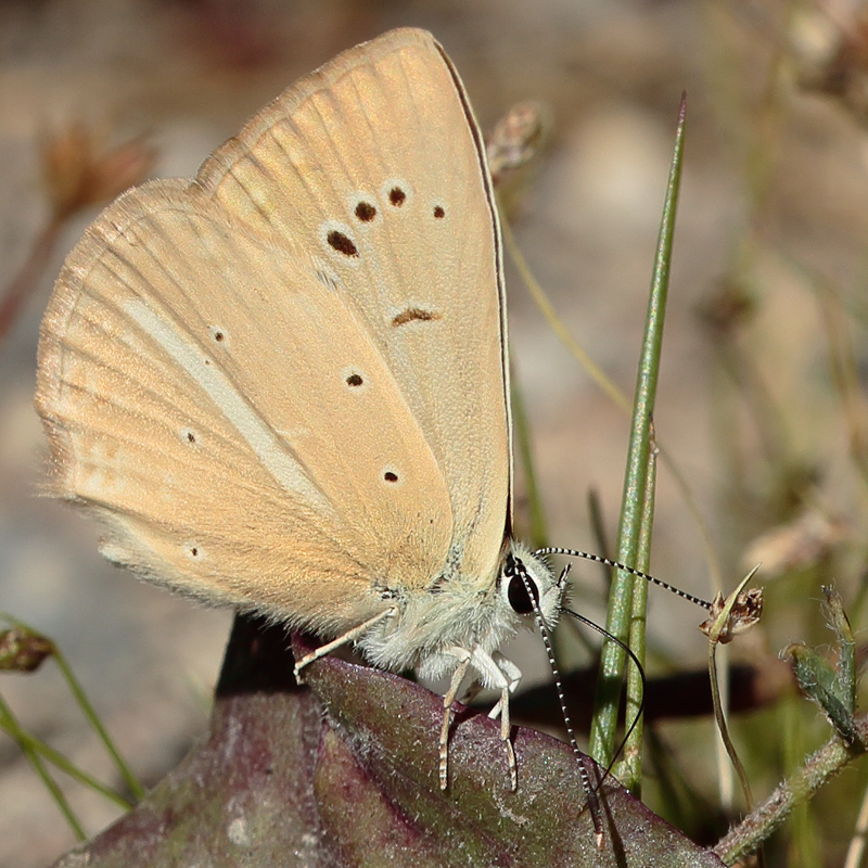 Polyommatus kurdistanicus