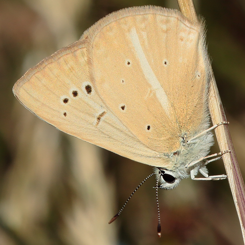 Polyommatus kurdistanicus
