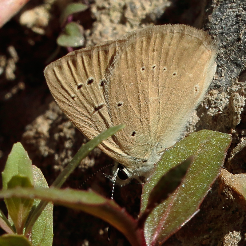 Polyommatus antidolus