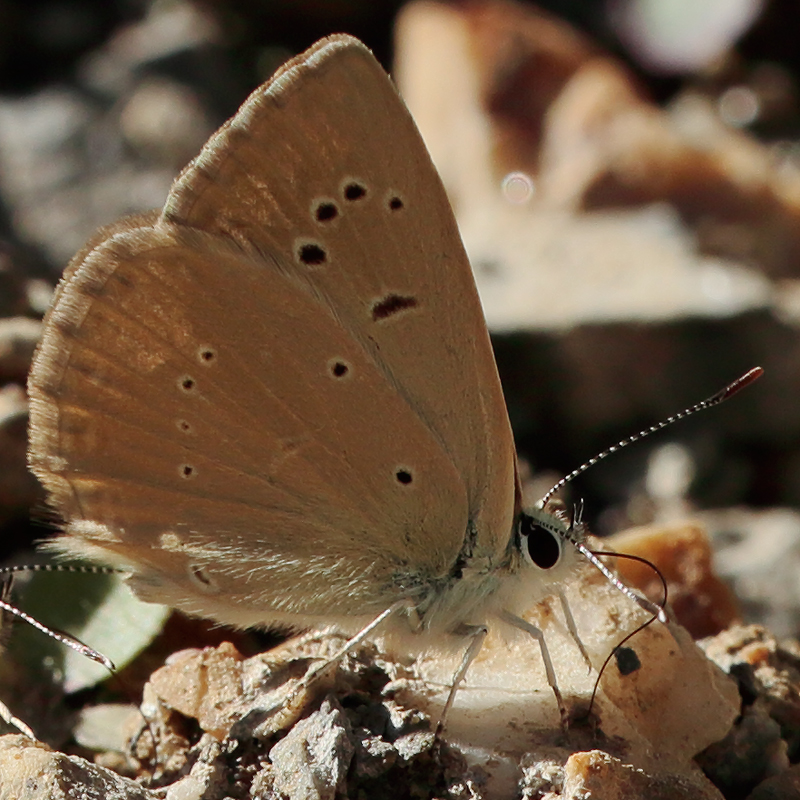 Polyommatus antidolus