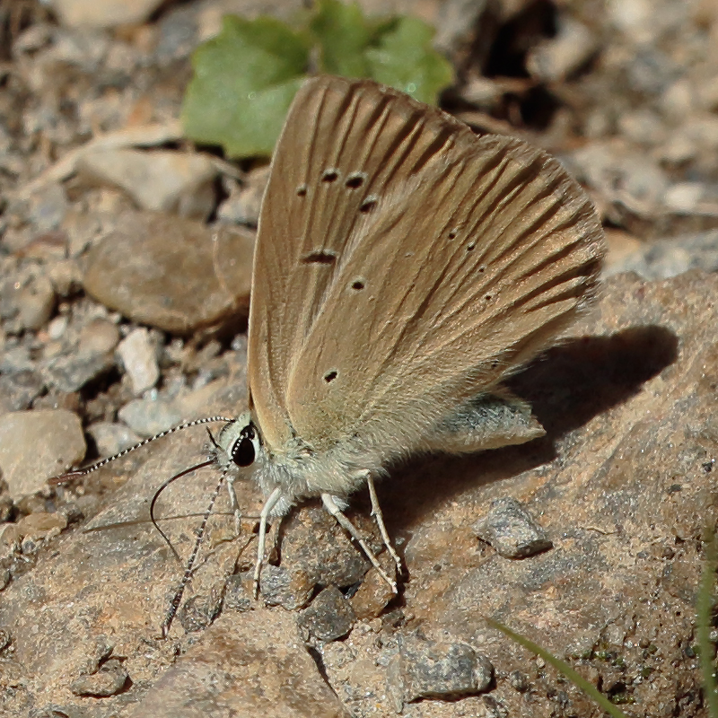 Polyommatus antidolus