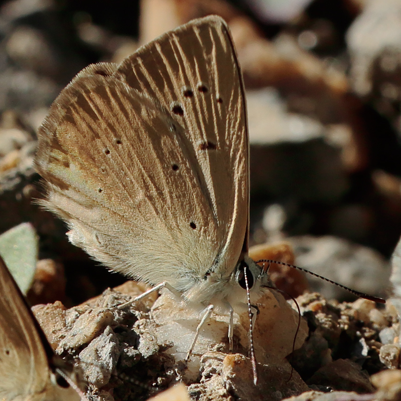 Polyommatus antidolus