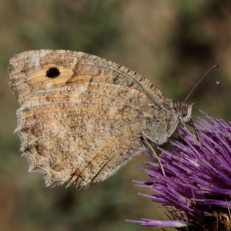 Pseudochazara pelopea