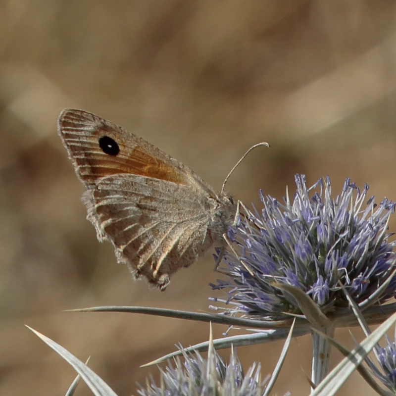 Hyponephele cadusia