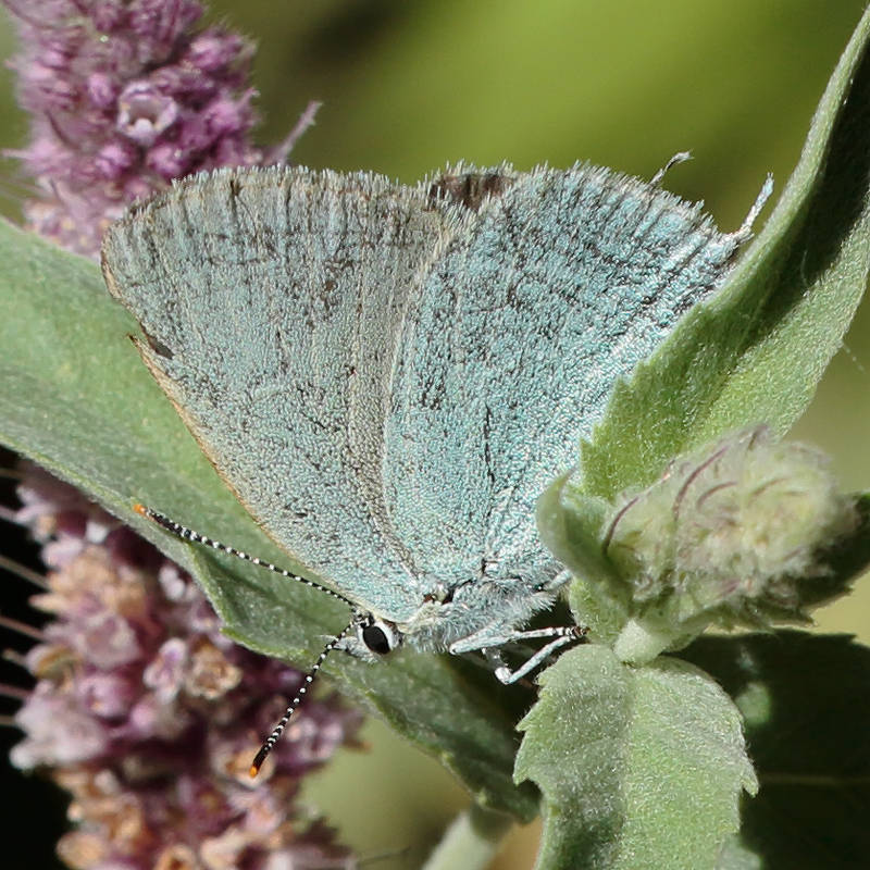 Satyrium myrtale