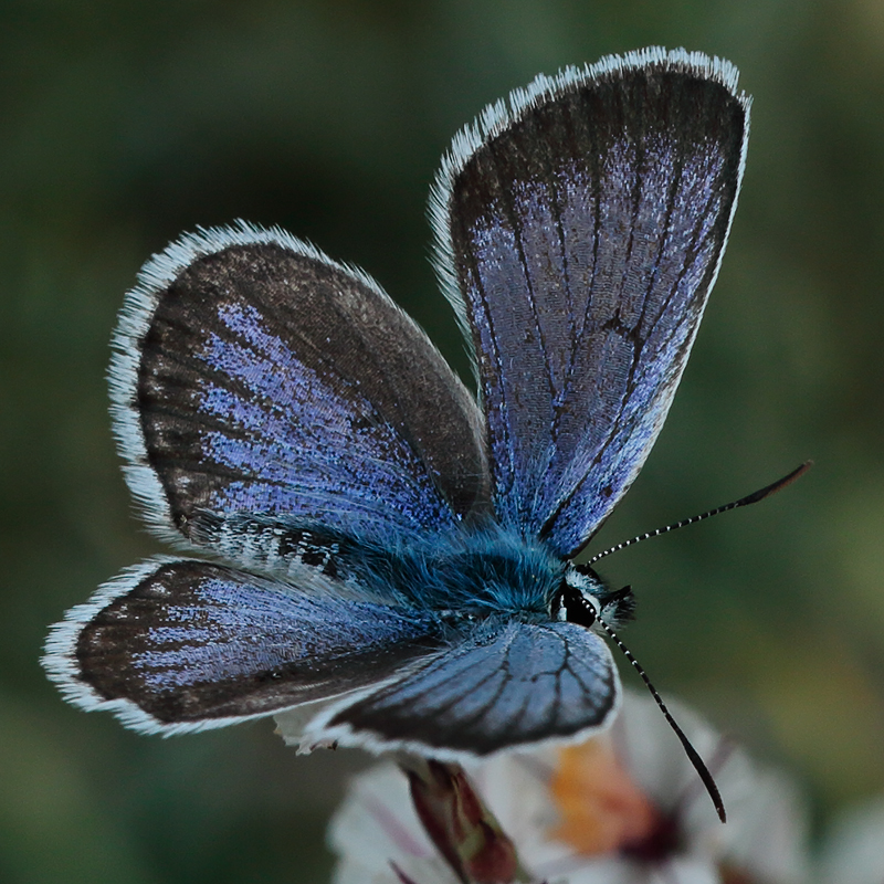 Agriades alcedo