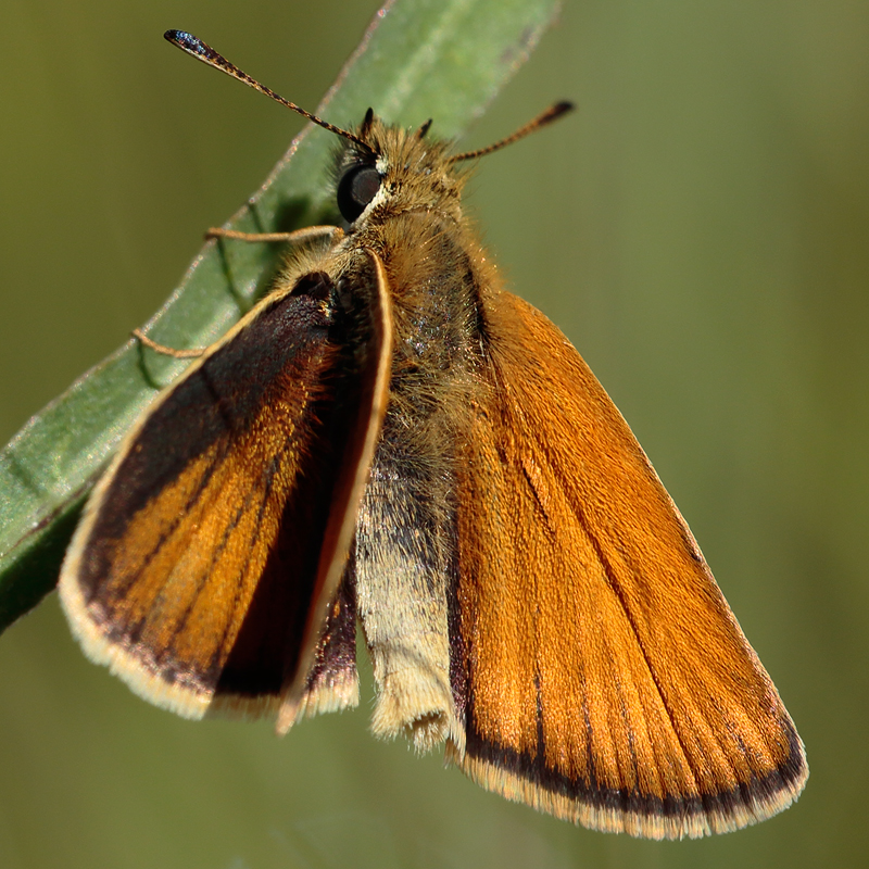 Thymelicus lineola