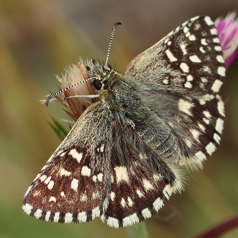 Pyrgus melotis