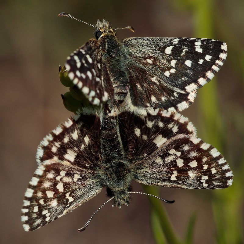 Pyrgus melotis