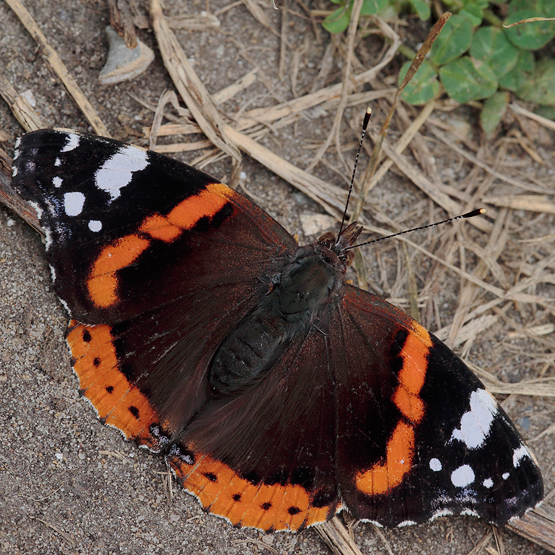 Vanessa atalanta