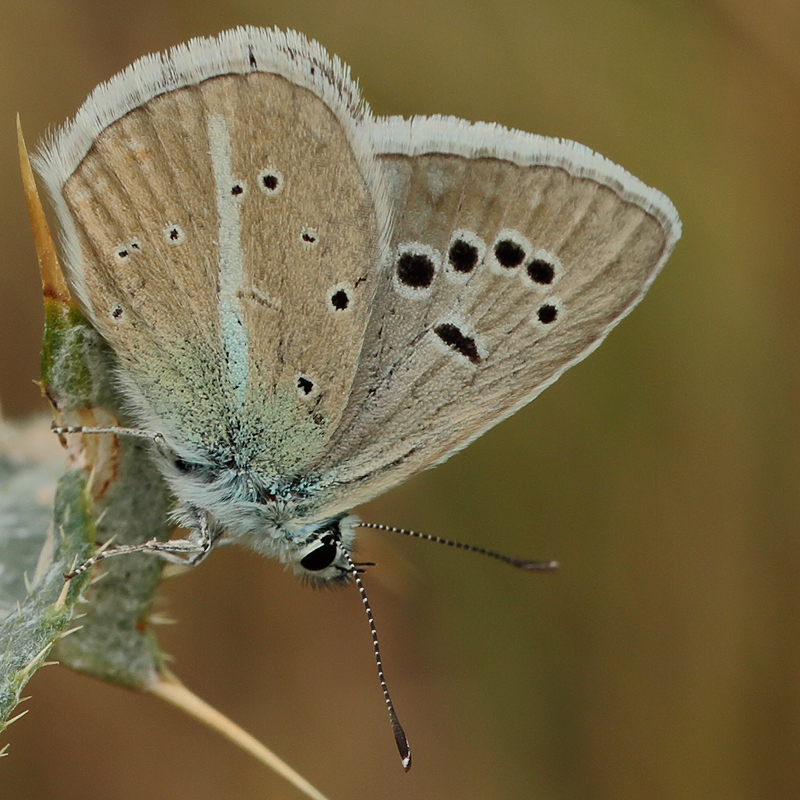 Polyommatus turcicola