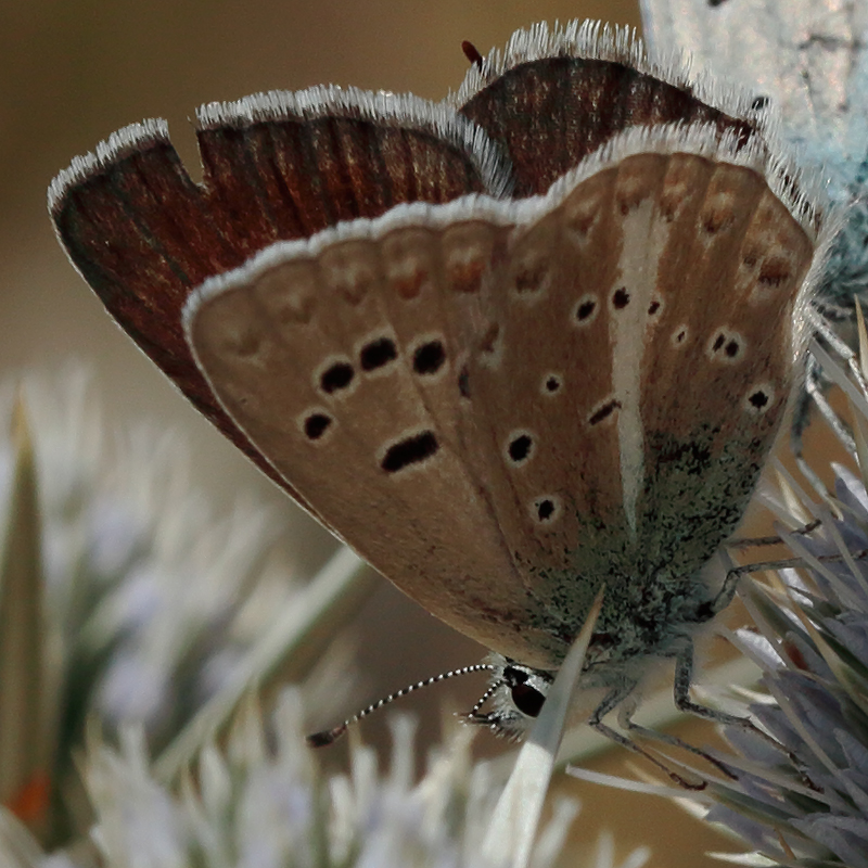 Polyommatus pierceae