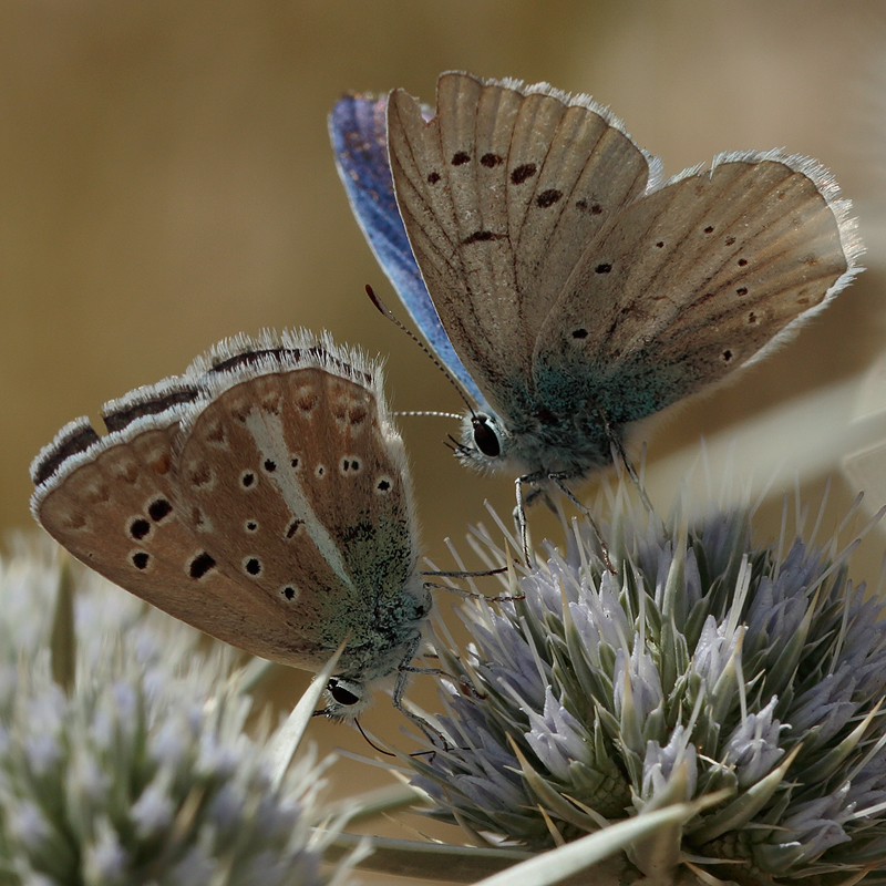 Polyommatus pierceae