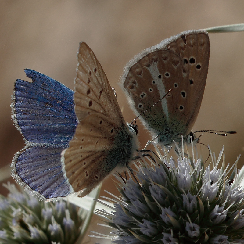 Polyommatus pierceae