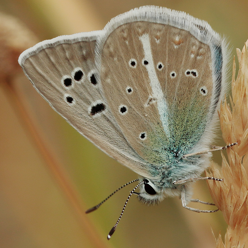 Polyommatus turcicola