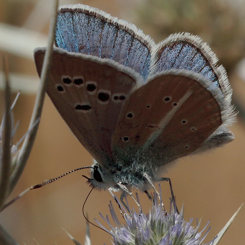 Polyommatus turcicola